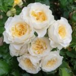 Eugenie Rose