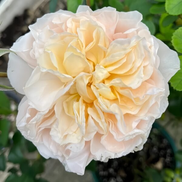Eugenie Rose