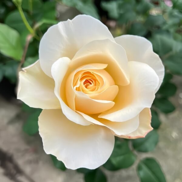 Eugenie Rose
