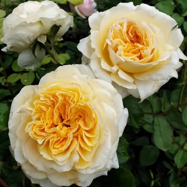 Eugenie Rose