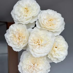 Eugenie Rose