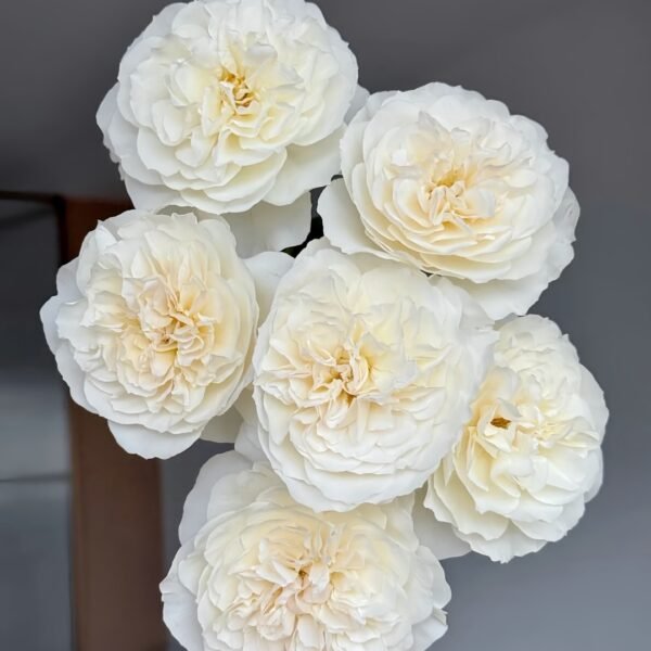 Eugenie Rose
