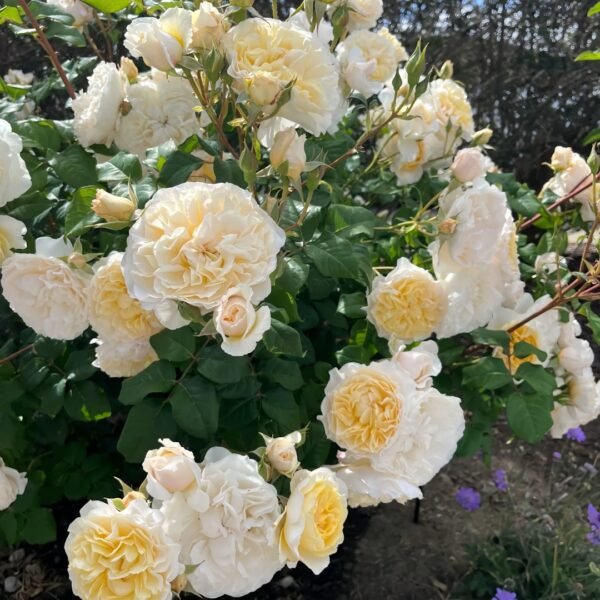 Eugenie Rose