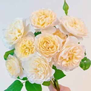 Eugenie Rose