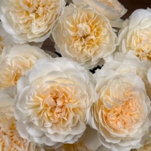 Eugenie Rose