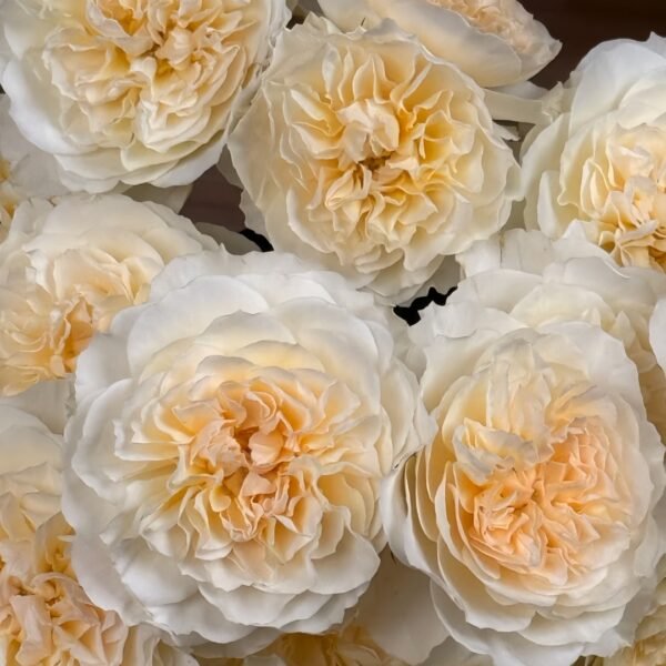 Eugenie Rose