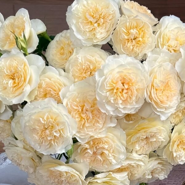 Eugenie Rose