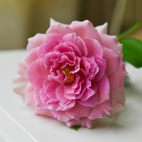 Fancy Ruffle Rose