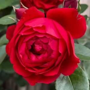 Florentina Rose