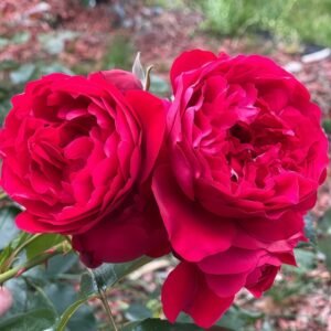 Florentina Rose