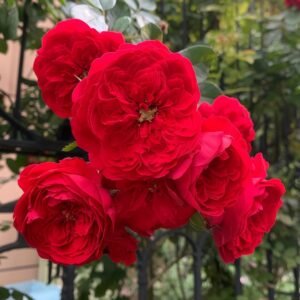 Florentina Rose