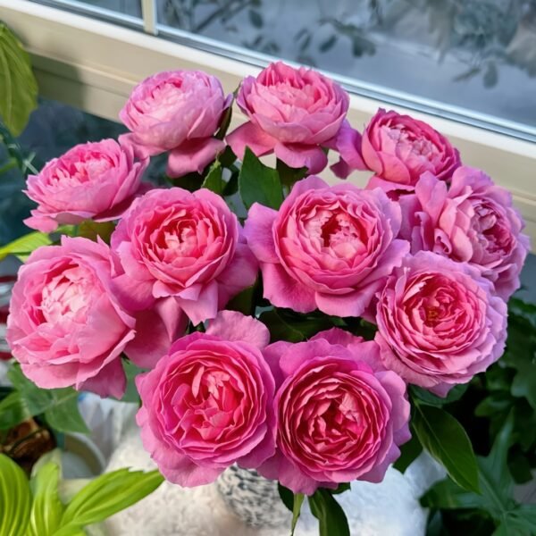 Fragonard Rose01 Fragonard Rose