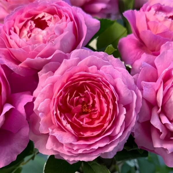 Fragonard Rose