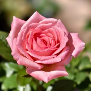 Fragonard Rose