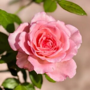 Fragonard Rose