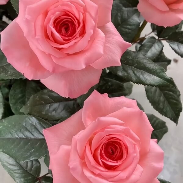 Fragonard Rose
