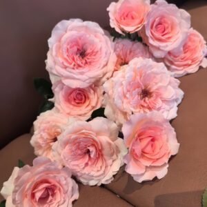 Fragonard Rose