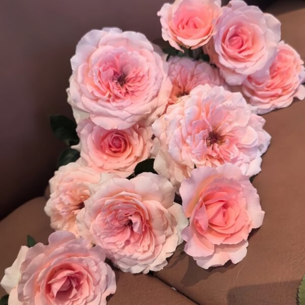 Fragonard Rose