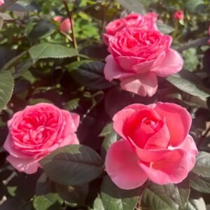 Fragonard Rose