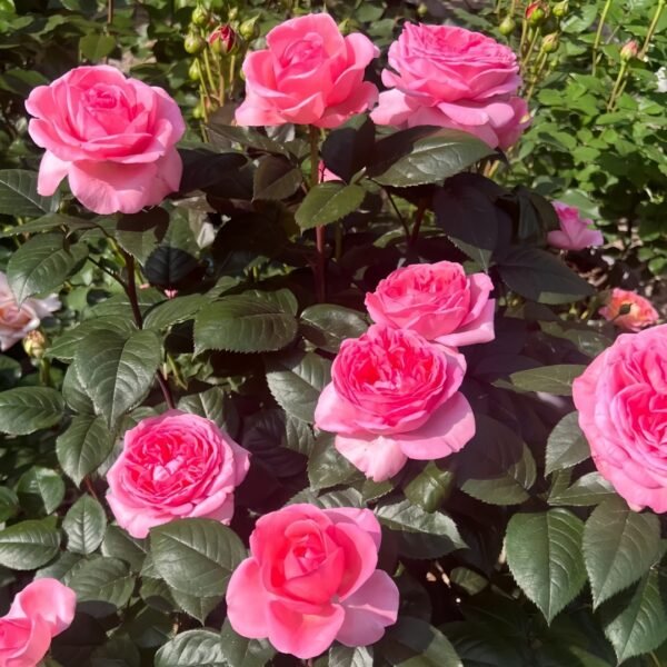 Fragonard Rose
