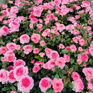 Fragonard Rose