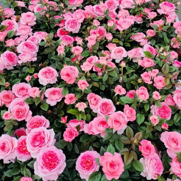Fragonard Rose