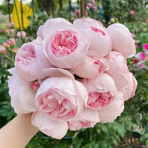Geoff Hamilton Rose