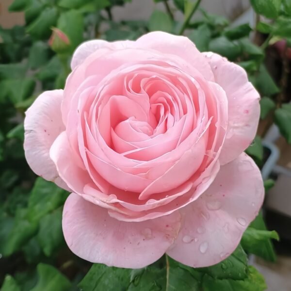 Geoff Hamilton Rose