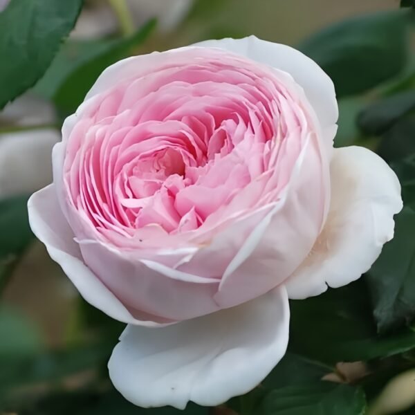 Geoff Hamilton Rose