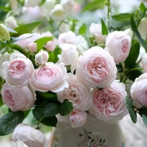 Geoff Hamilton Rose