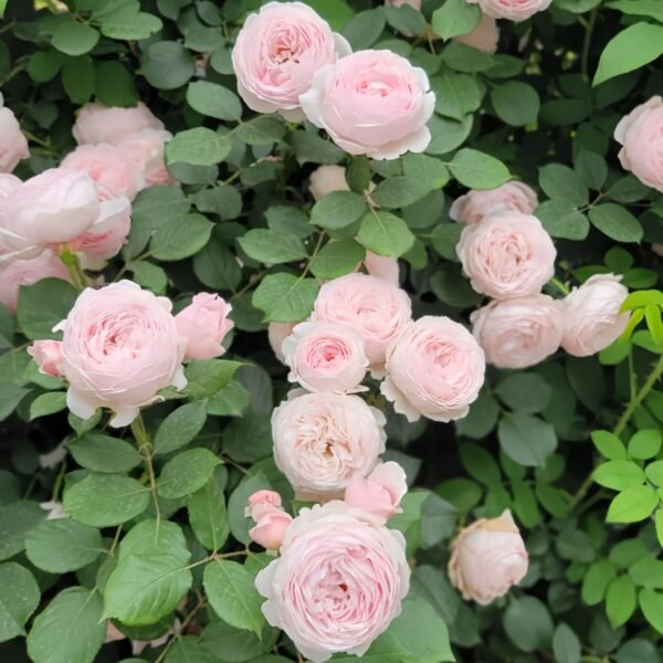 Geoff Hamilton Rose