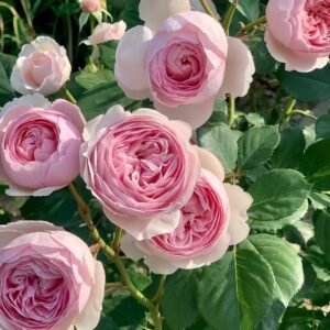 Geoff Hamilton Rose