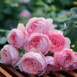Geoff Hamilton Rose Plant|杰夫汉密尔顿 - 图片 10