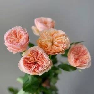 Georgina Gardens Rose