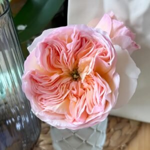 Georgina Gardens Rose
