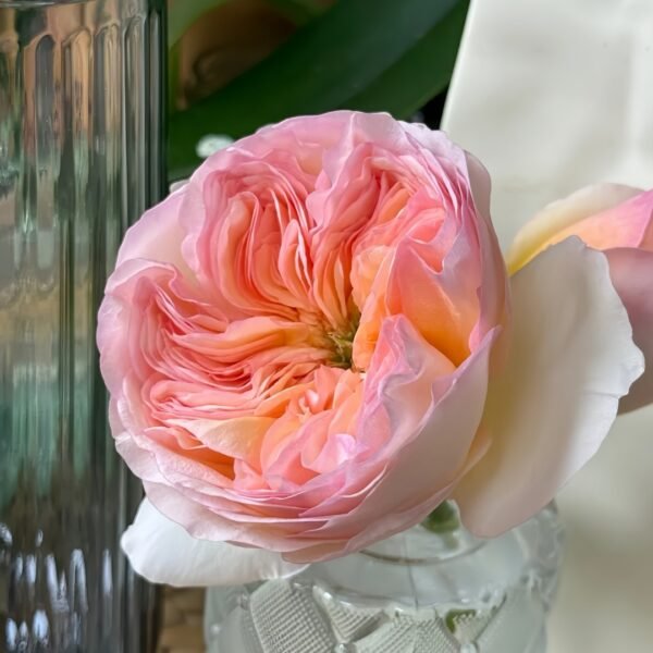 Georgina Gardens Rose