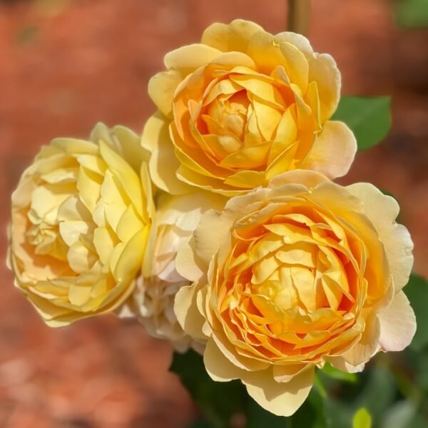 Golden Celebration Rose