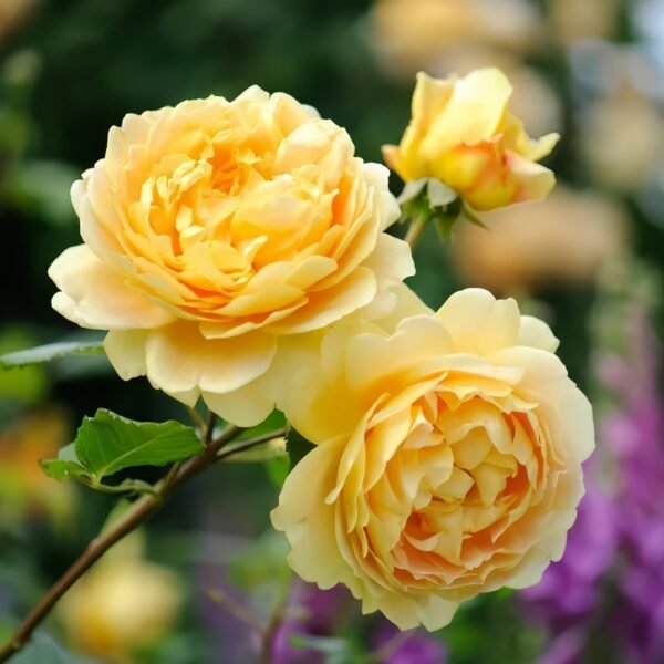 Golden Celebration Rose