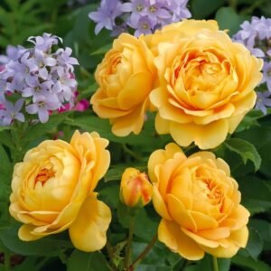 Golden Celebration Rose