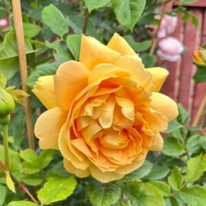 Golden Celebration Rose