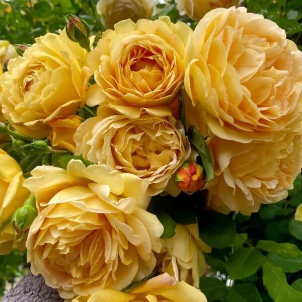 Golden Celebration Rose