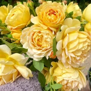 Golden Celebration Rose