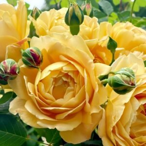 Golden Celebration Rose