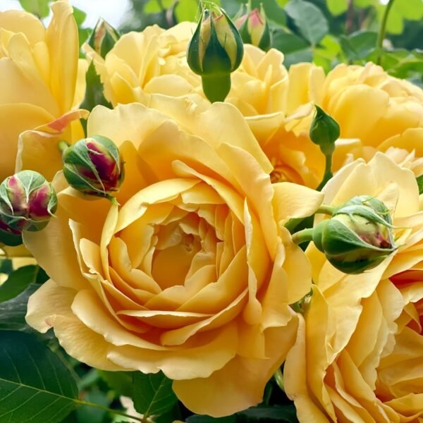 Golden Celebration Rose