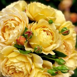 Golden Celebration Rose