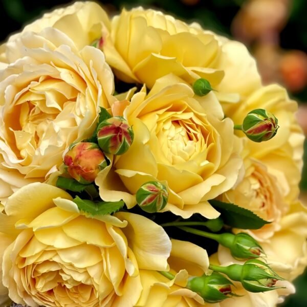 Golden Celebration Rose