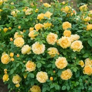 Golden Celebration Rose