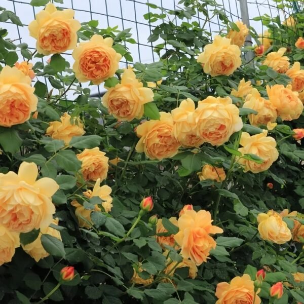 Golden Celebration Rose