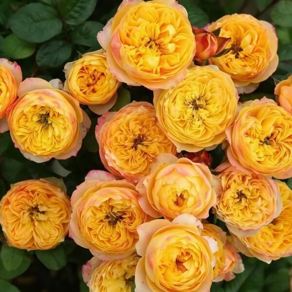 Golden Vuvuzela Rose