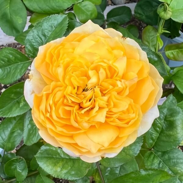 Golden Vuvuzela Rose
